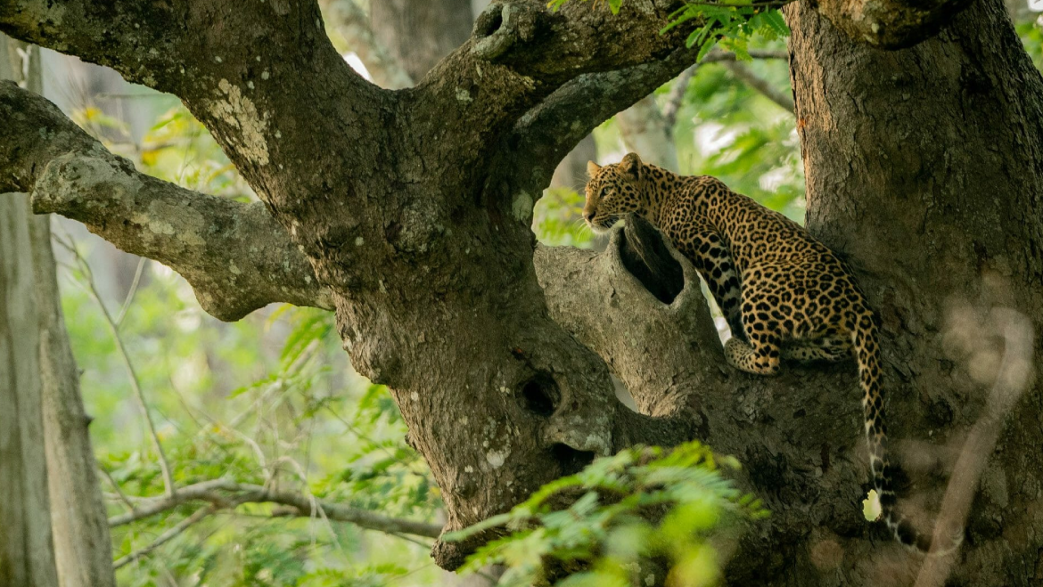 11 Nights 12 Days Kochi Alleppey Thekkady Munnar Tour